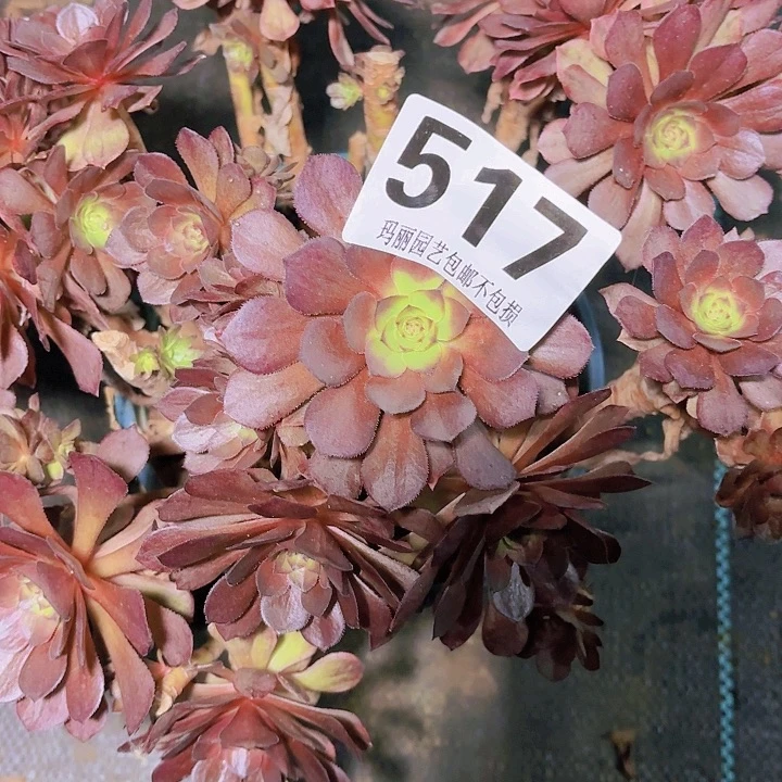 【闪购商品】微*517万七彩2-10