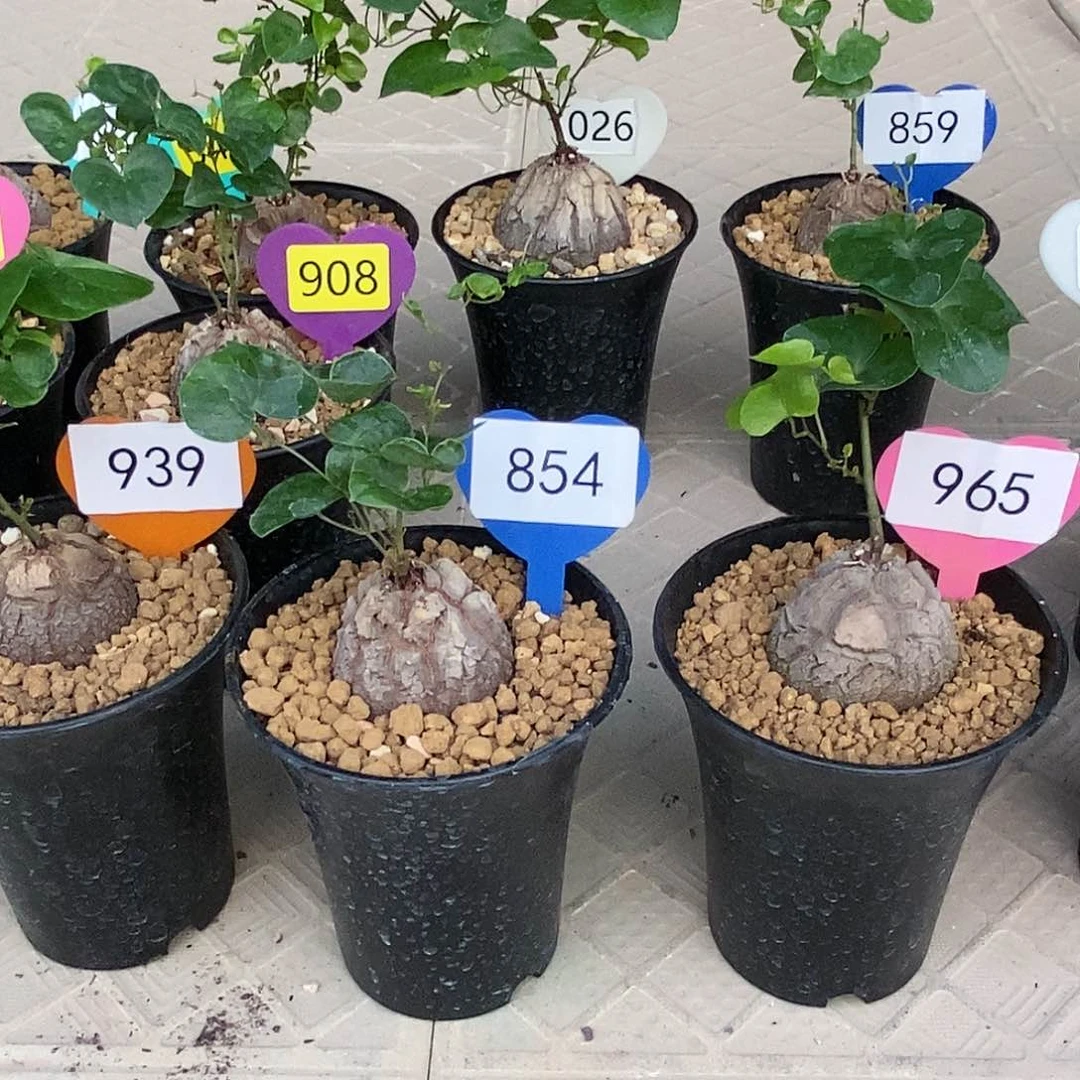 北*南非龟甲龙龟甲龙