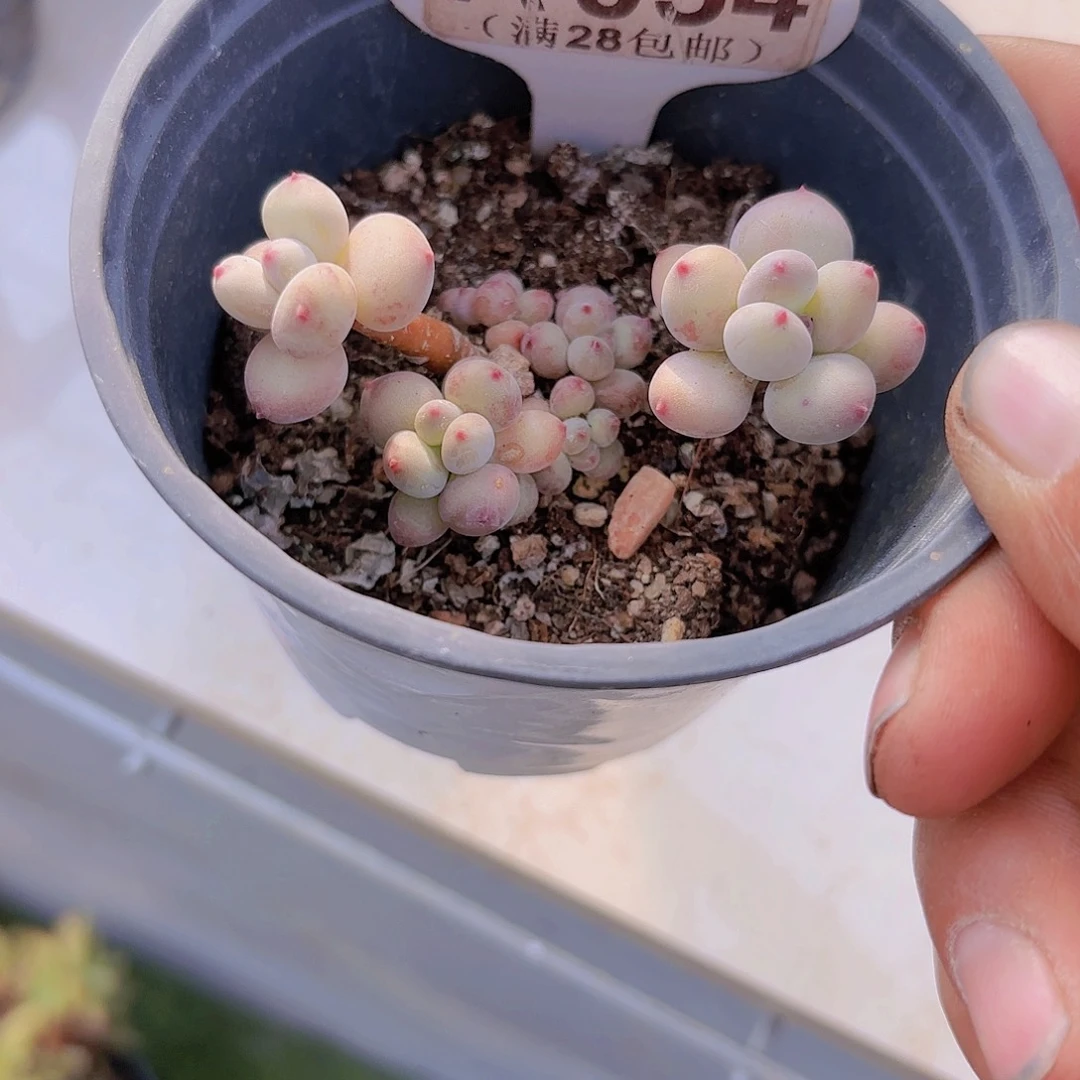 A054萤火虫一物一拍