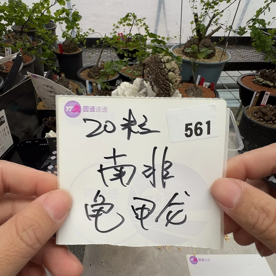 多肉植物专拍植物不退换 一物一拍 561