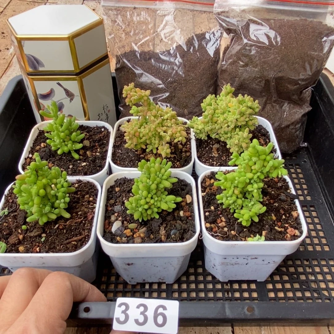 枝干番杏多肉植物336