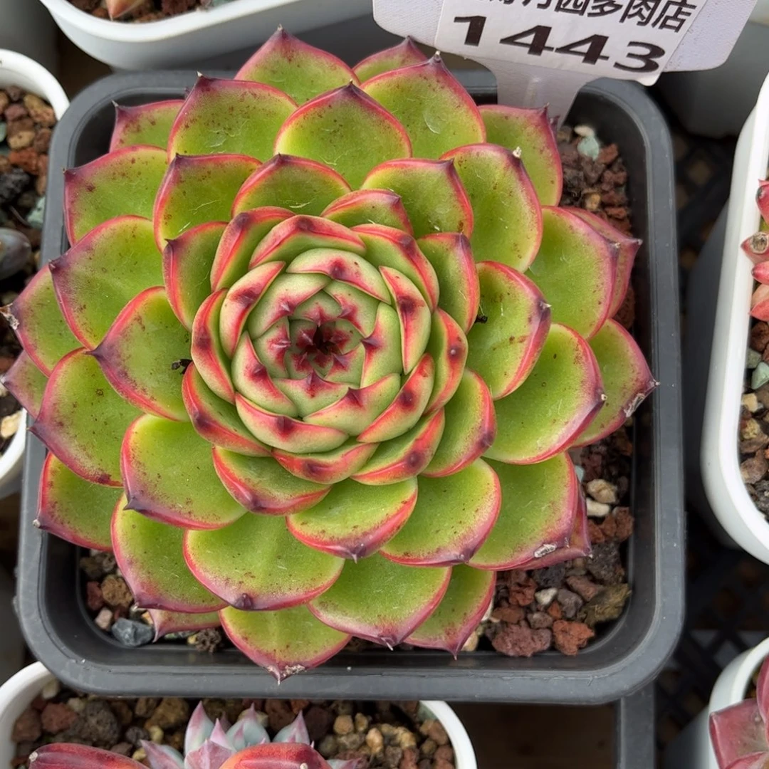 多肉植物1443 满30包邮