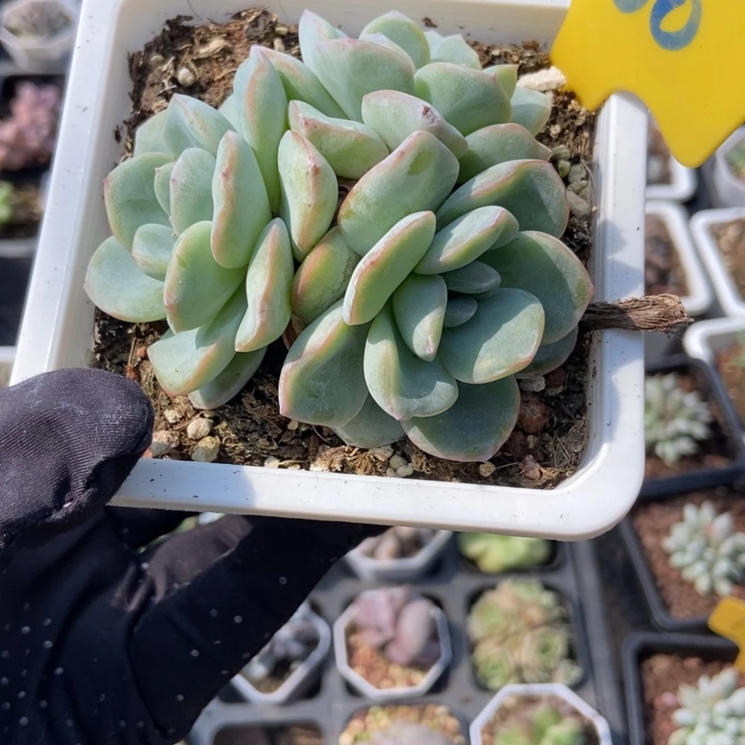 960泡芙多肉植物保护