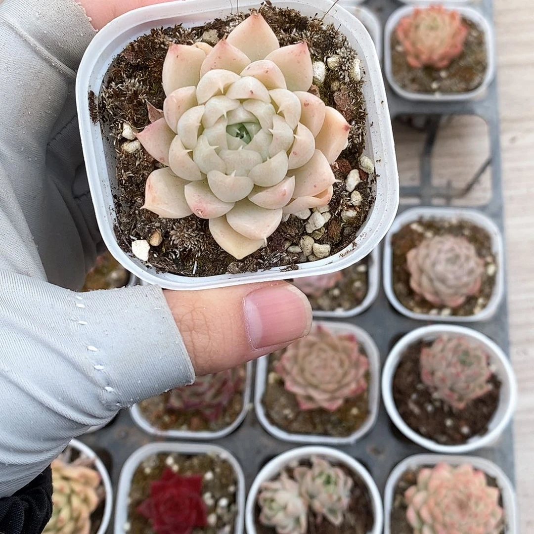 多肉植物9.9包邮5060