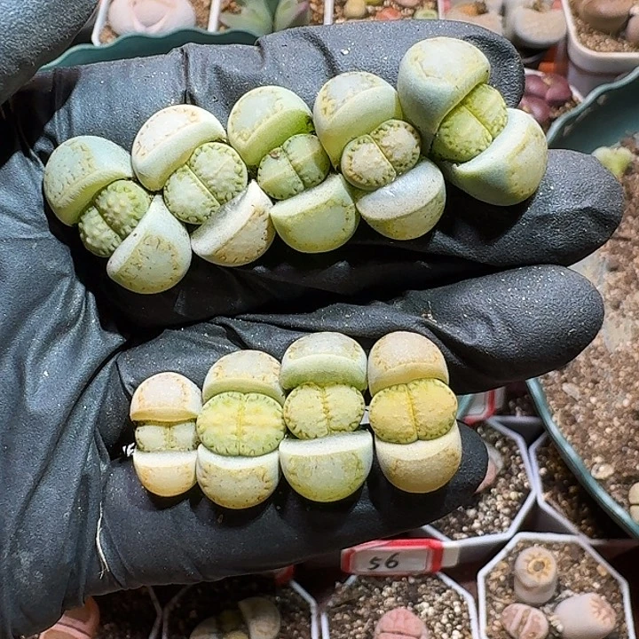 天****朵生石花2233:：。   129