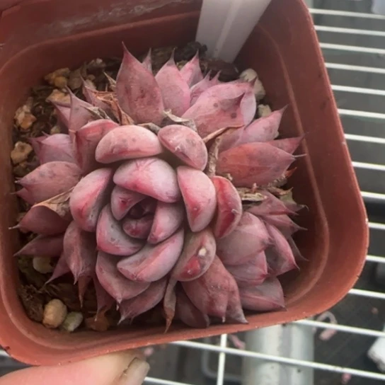 77黑天鹅一物一拍多肉