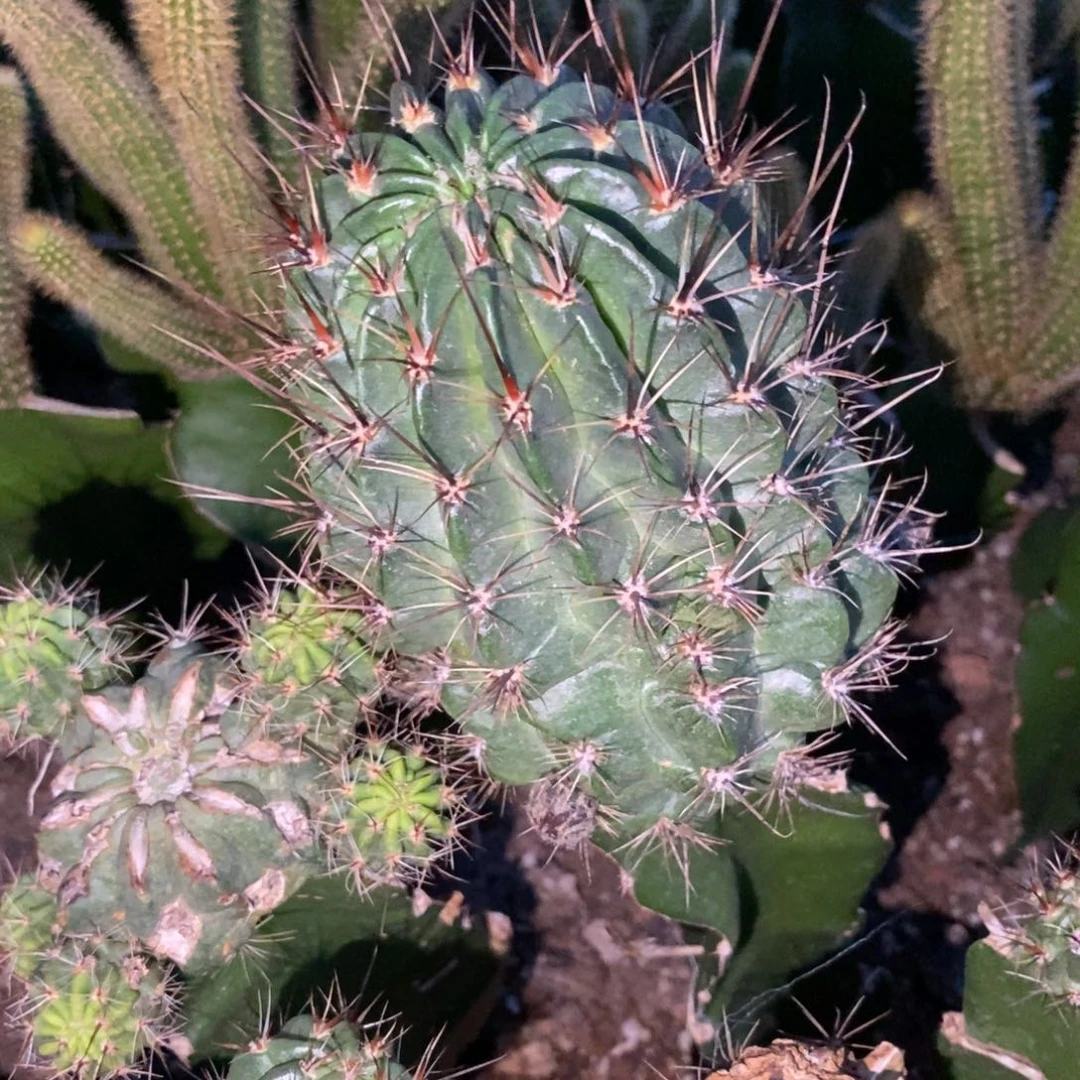 K***.新品丽花白花绿喉超大母本3