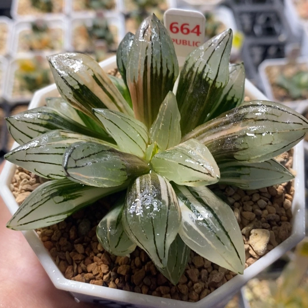 664西瓜十二卷多肉植物