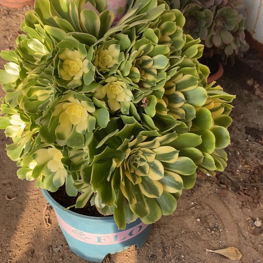 23号辛尼亚多肉1颗