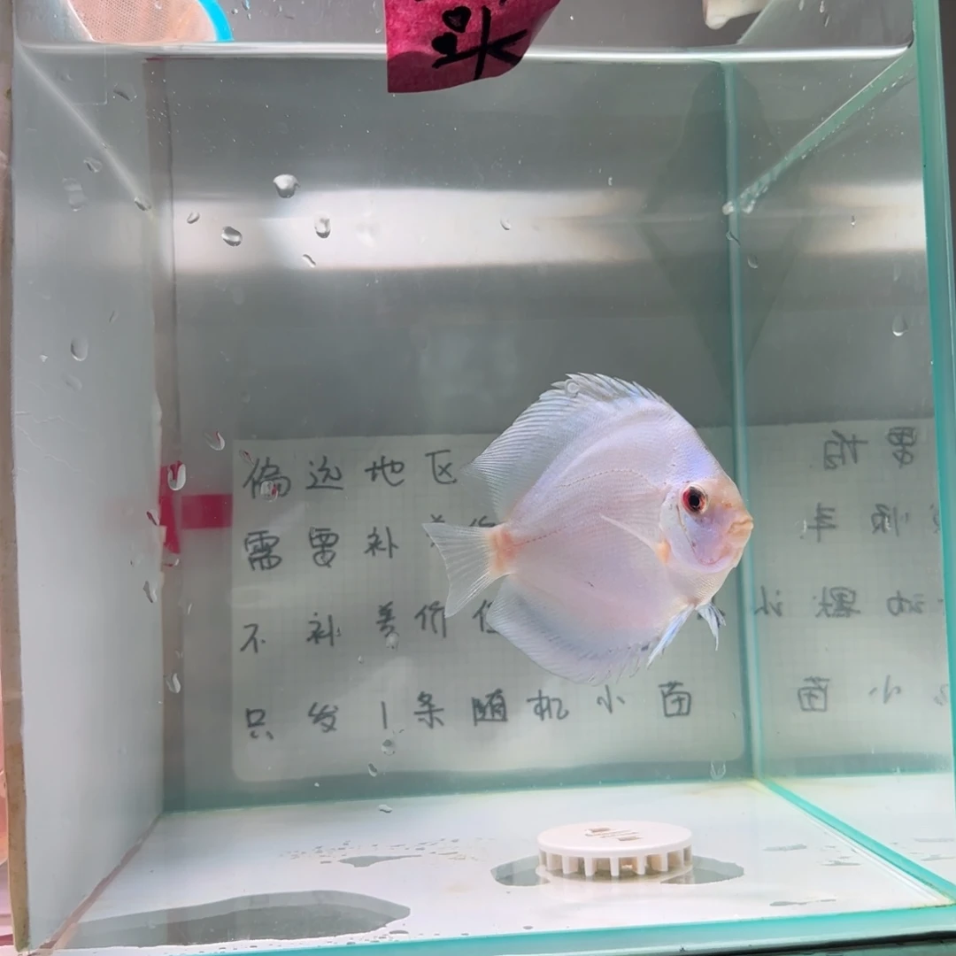 七彩神仙鱼肉身7，8偏远地区不拍