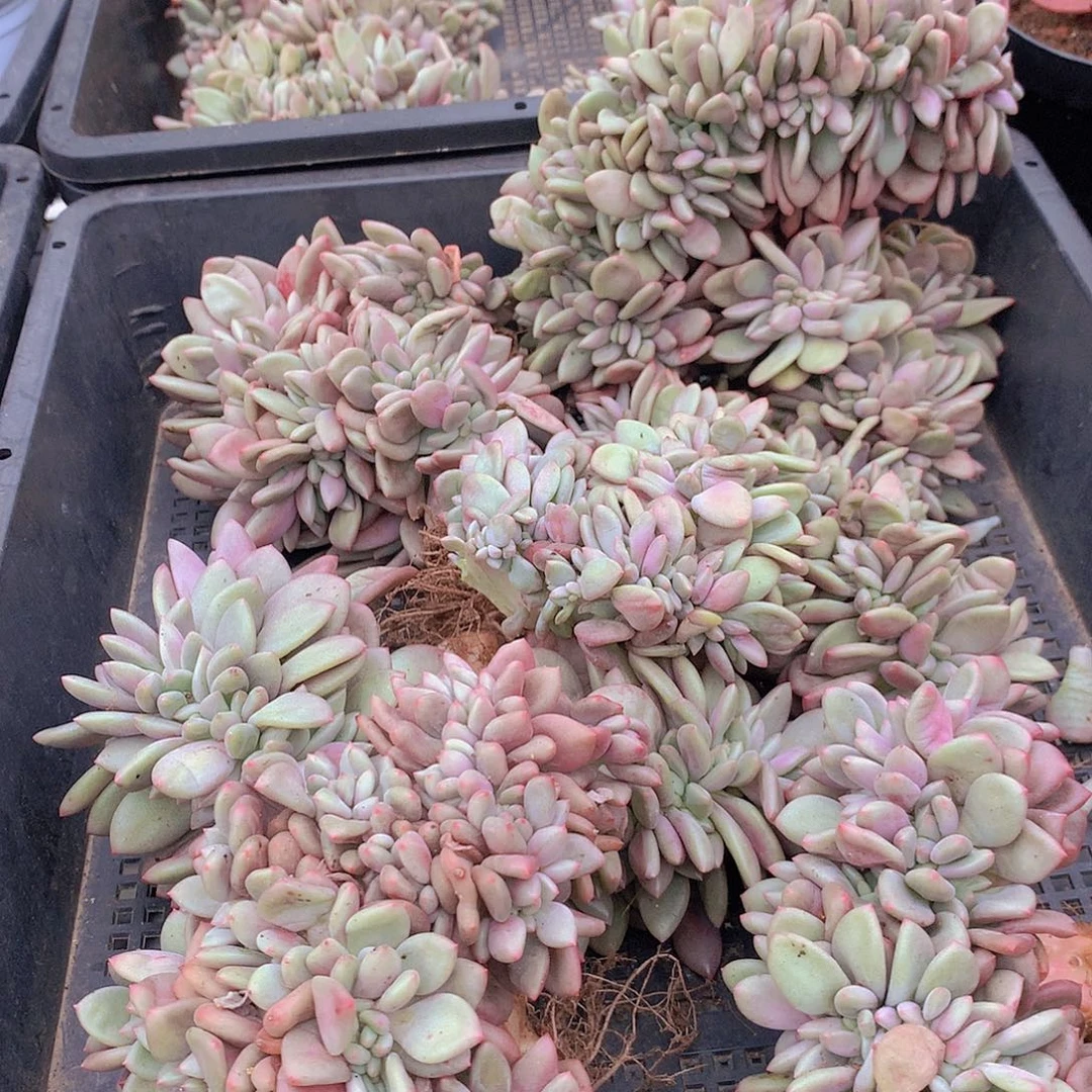 桃花源缀化3567889990000