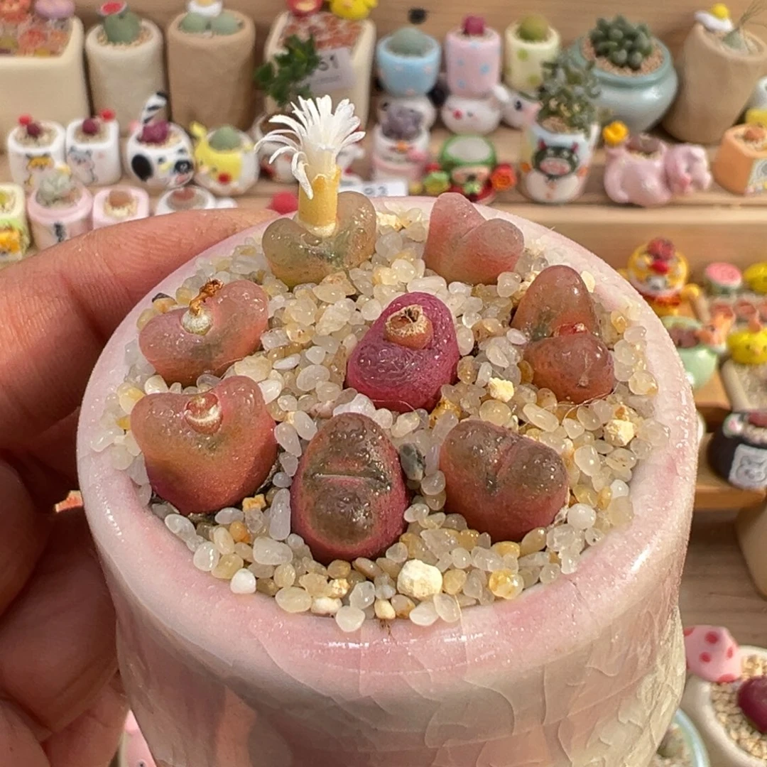 多肉植物4号毛汉尼带盆