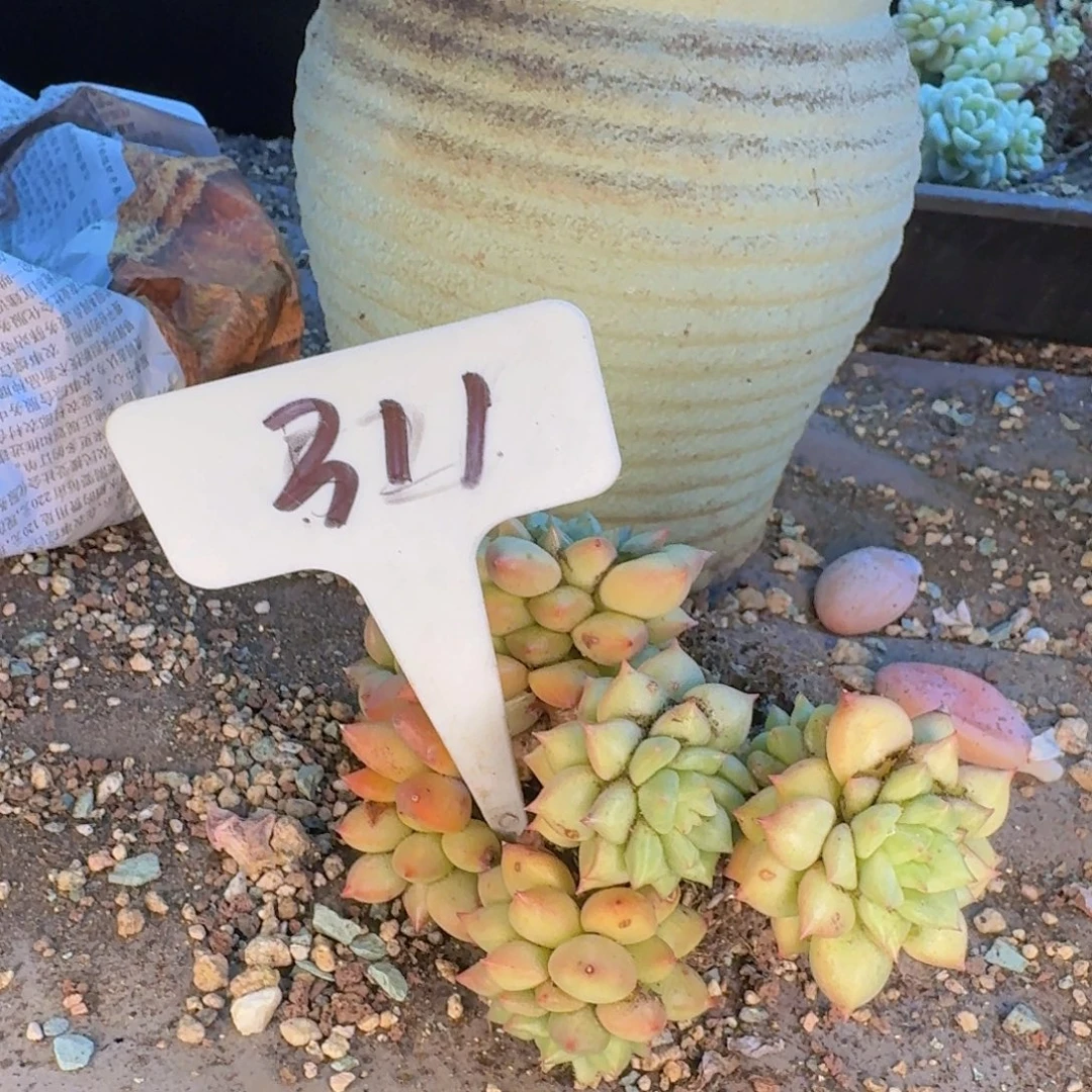 ****蒚多肉植物的生长发育与