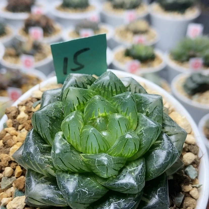 【闪购商品】15龙鳞少锦