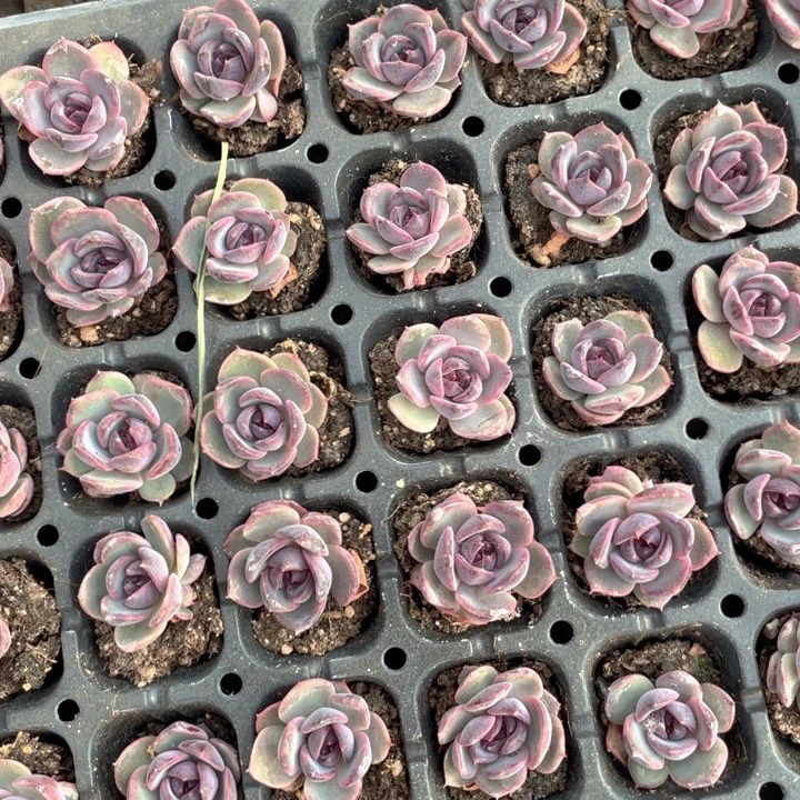 黑橙子5元3颗随机发满