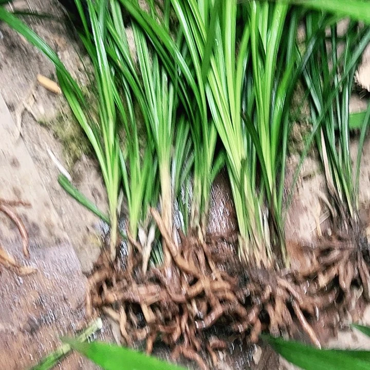 完全开放111111111111