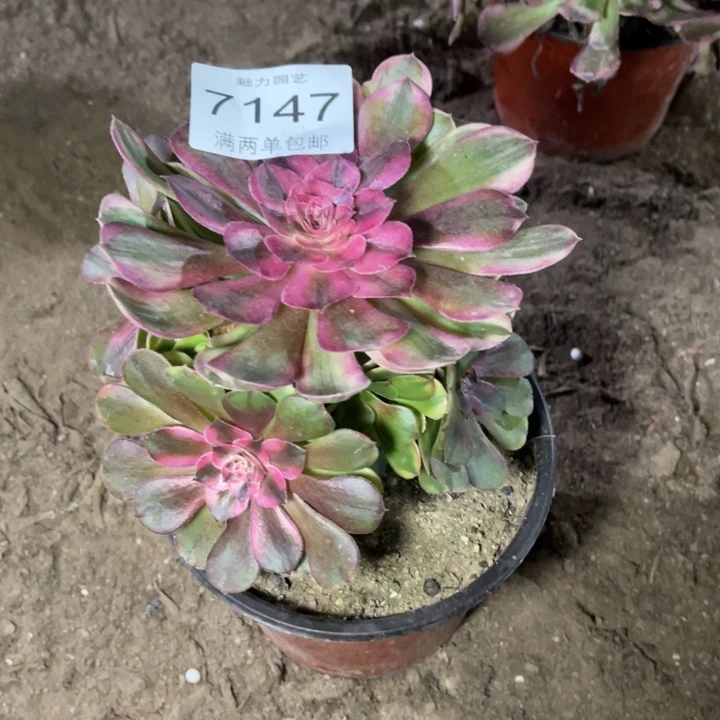 7147荔枝的的多肉