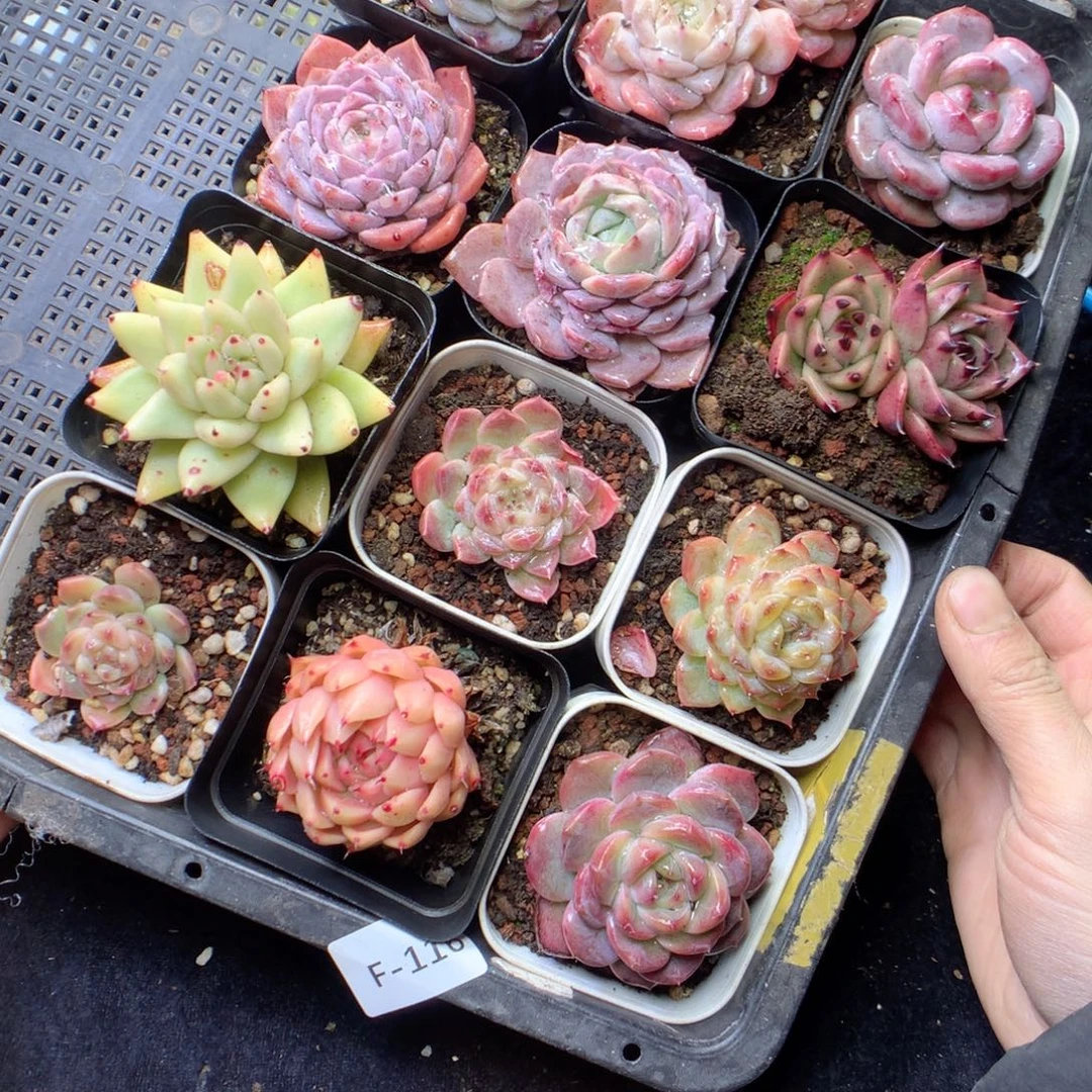 无花朵F116。yyyyyyy