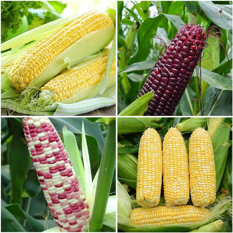 超甜水果玉米苗黑糯玉米苗彩糯玉米苗白糯玉米苗