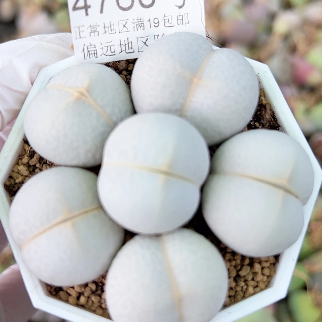4760 好养易活生石花大母本