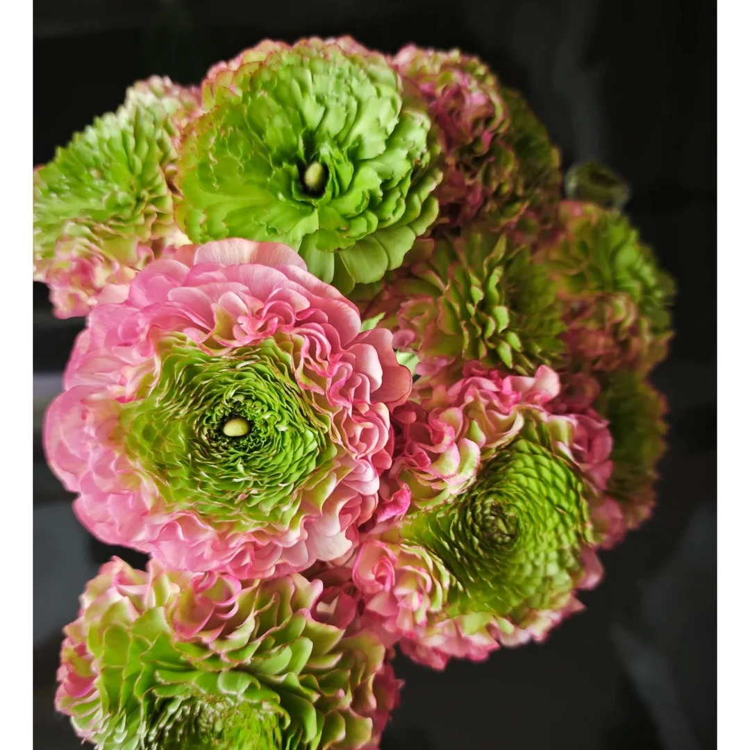 七叶花坊# 【锦鲤洋牡丹】高品质洋牡丹 鲜花优选 顺丰直发