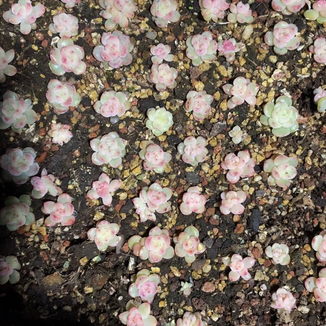 0****?珍妮混一物一拍392