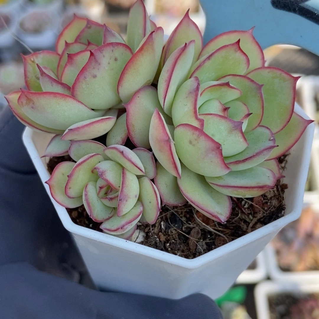 502牡丹亭多肉植物