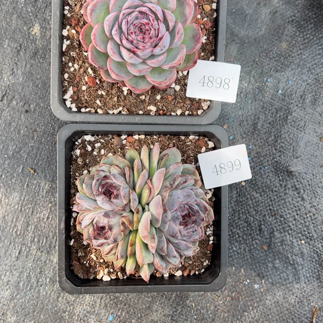 果**台4898 4899拍肉肉肉肉肉肉