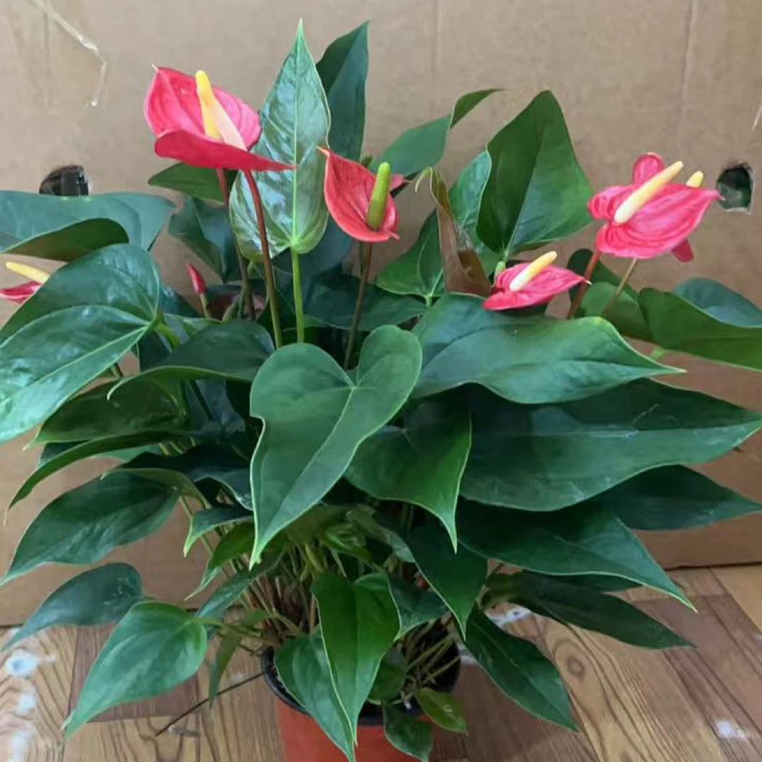 娜丽红红掌盆栽室内花卉绿植净化空气好养
