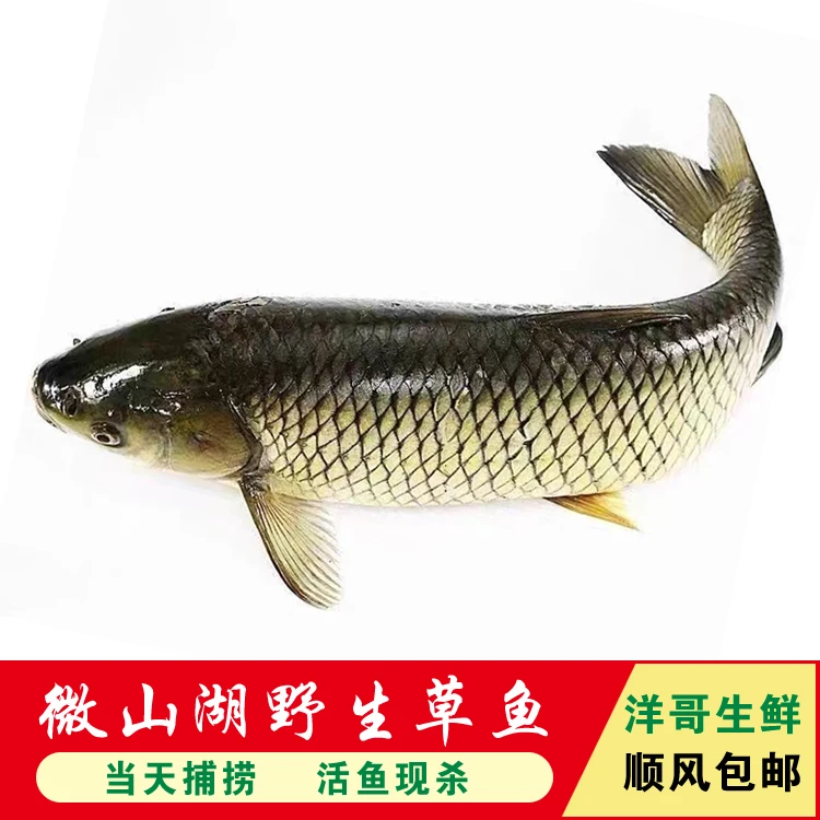微山湖【野生草鱼】厚子鱼