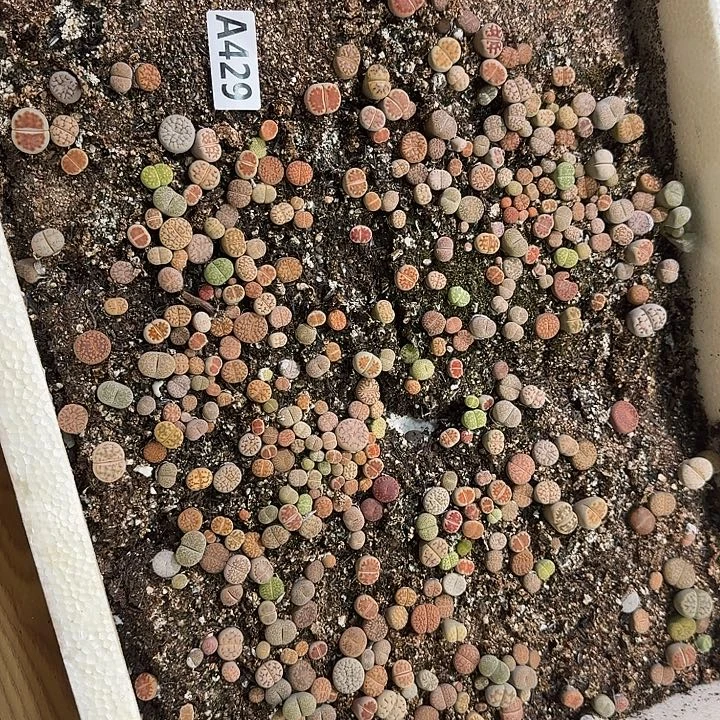 生429石花整筐脱土发货