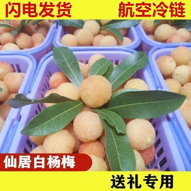 【水晶白杨梅】正宗仙居稀有白杨梅新鲜现摘空运冷链水果礼盒装