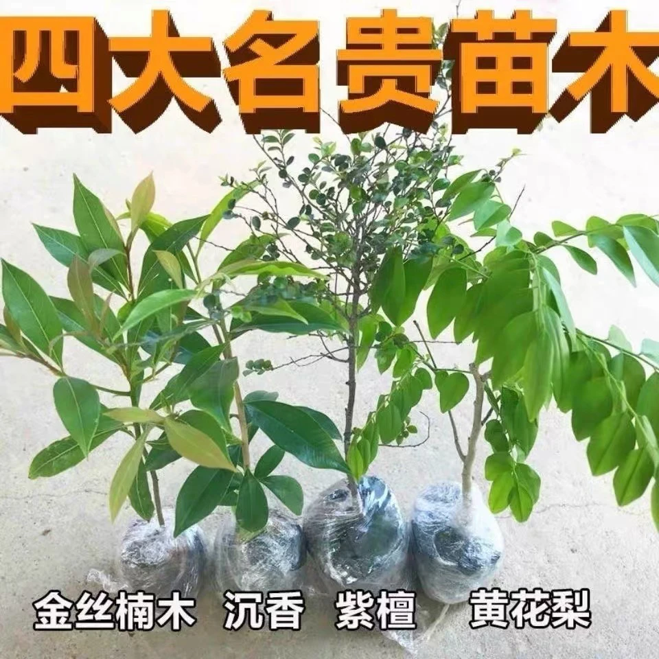 四大名木海南沉香树苗台湾黑骨茶金丝楠苗小叶紫檀海南黄花梨树苗