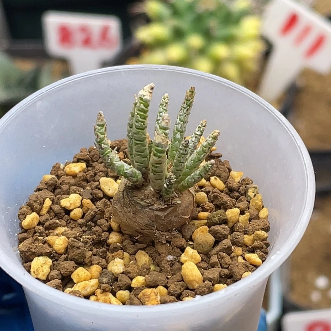 实生块根韧锦2仙人球