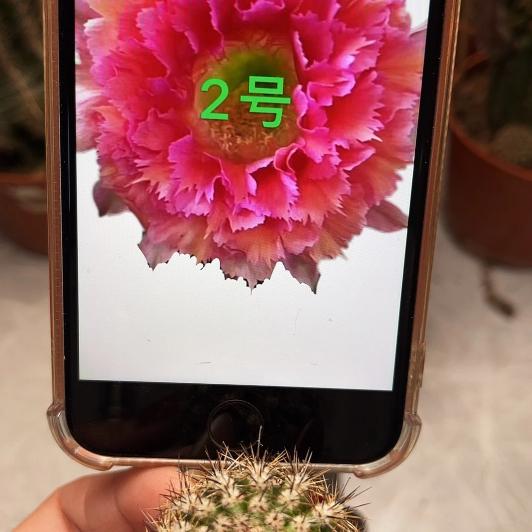 彩草2号羽毛测芽2.5公分左右