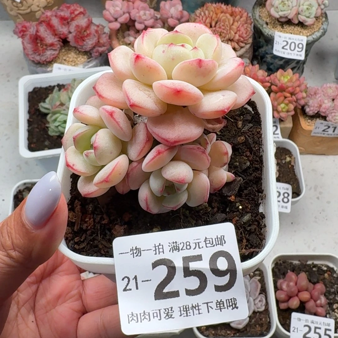 白底香草无盆土发货