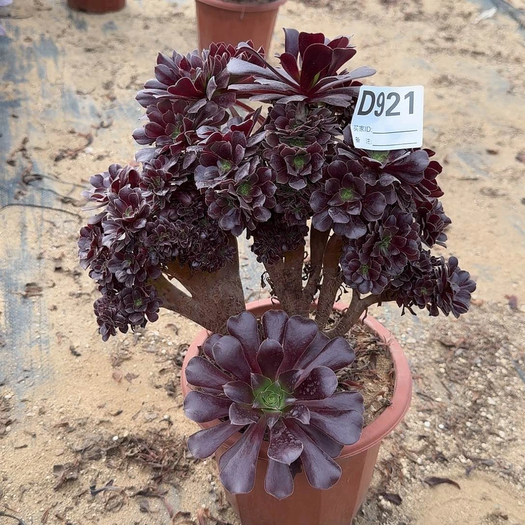 921欧紫朵朵一颗呀呀