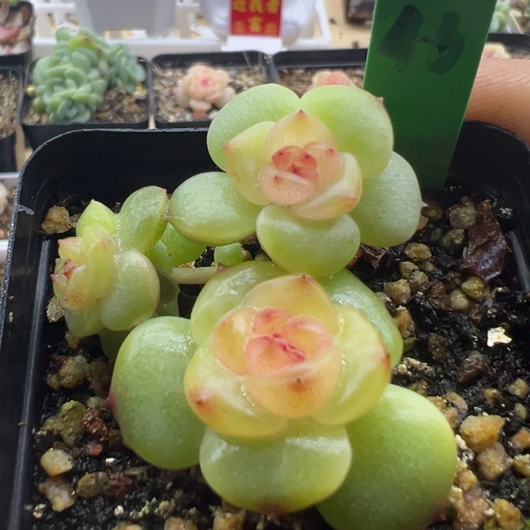 糖心多肉一物一拍46脱土