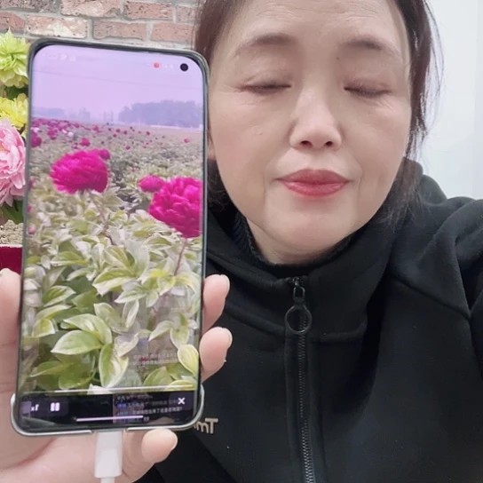 完全开放黑海波涛芍药