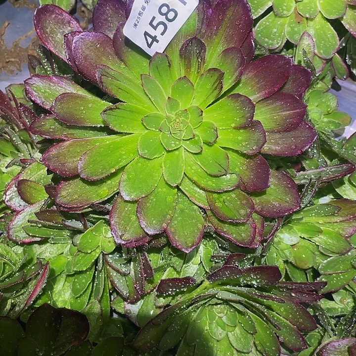 4581万花筒多肉植物