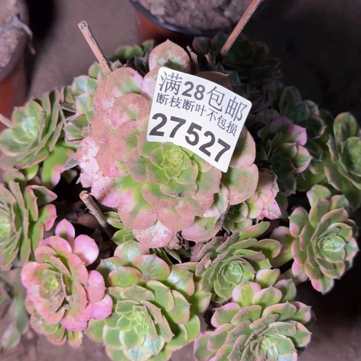 27527海鲜无跟多肉植物