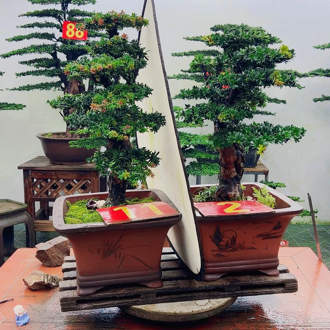 不开花植物罗汉松