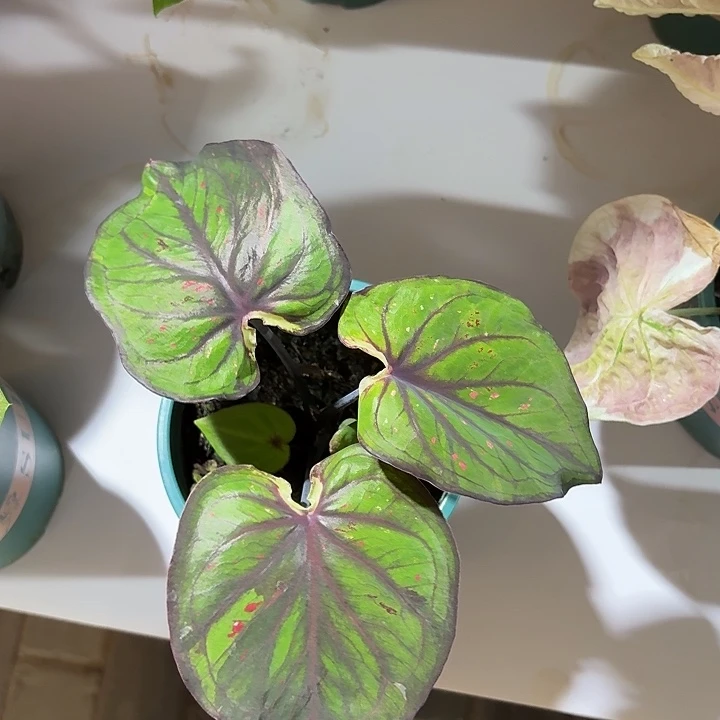 有***a泰国彩叶芋97-0613