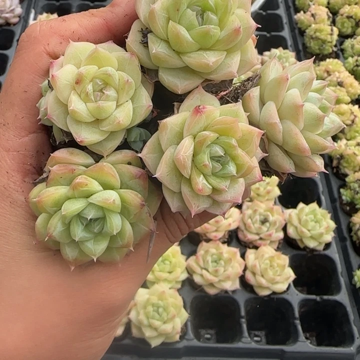 661号女王拍一颗发五颗