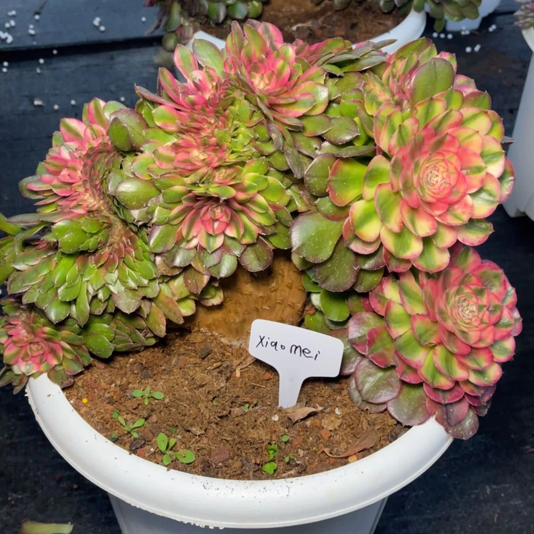 X****i荔枝缀，一物一拍