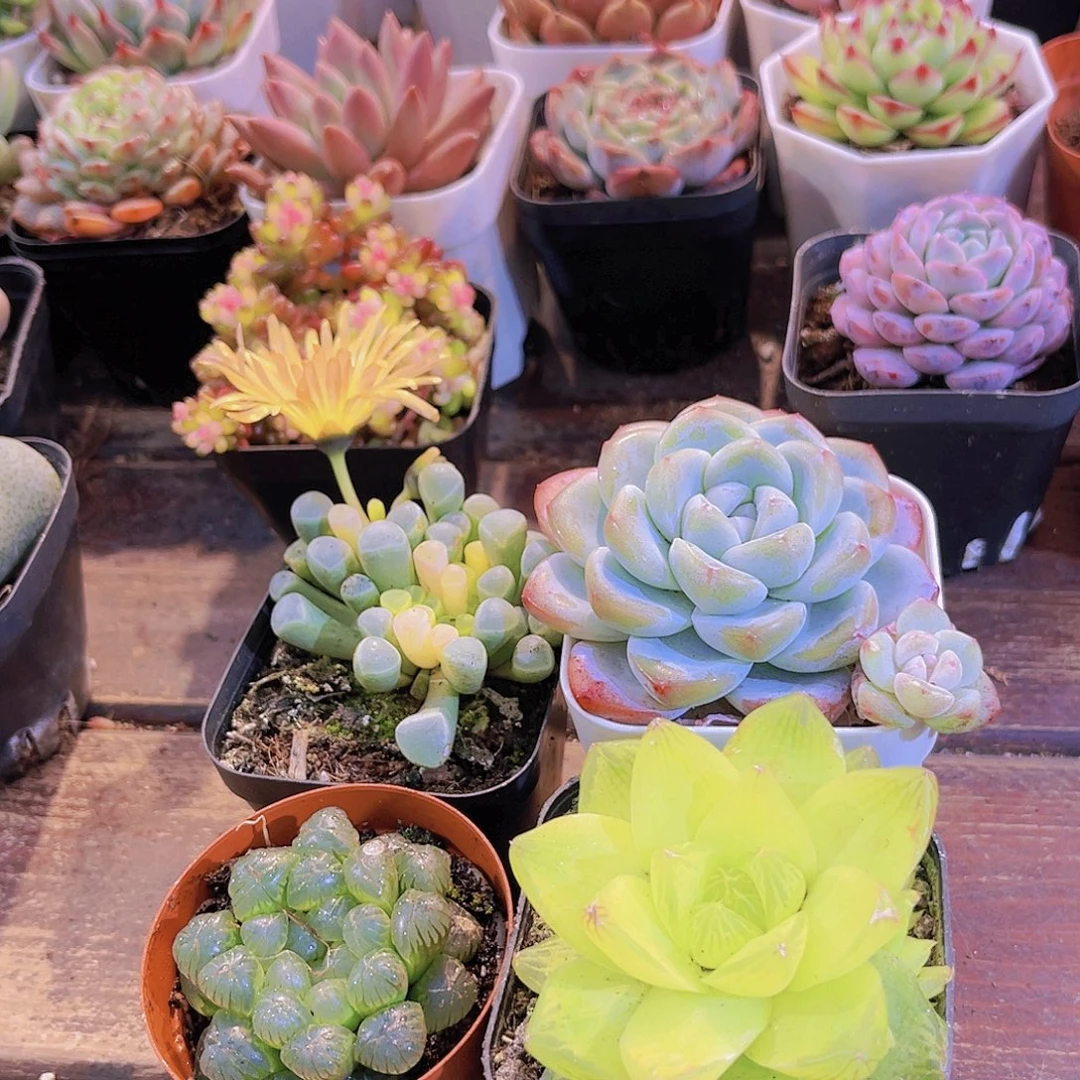 姬雨露➕五十锦➕黄金雨露➕冰玉单