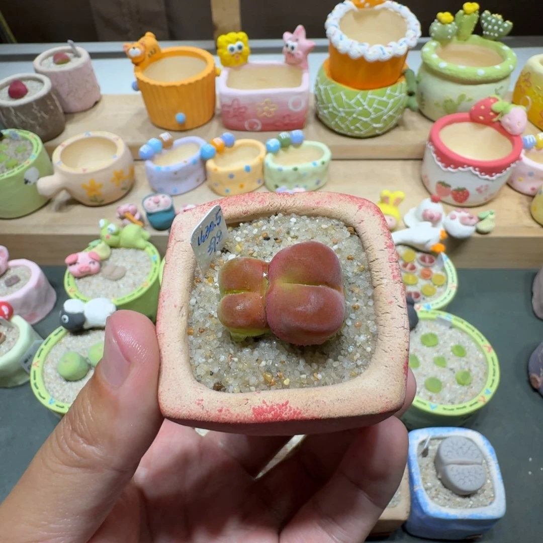 蘑菇241水蜜桃水蜜桃