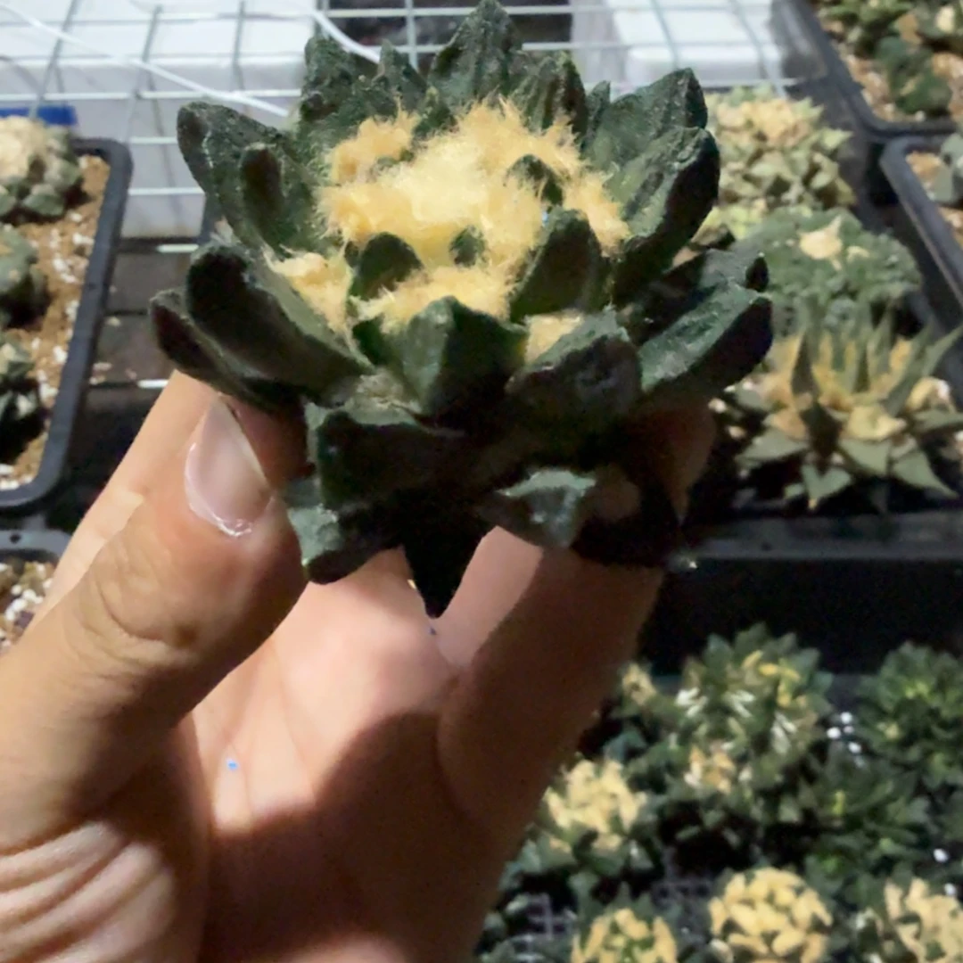 仙人球开花一个福利品有跟