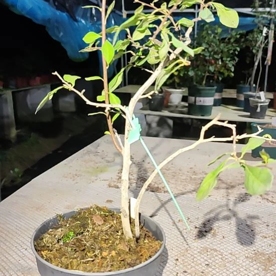 y***1完全开放老鸦柿品种苗