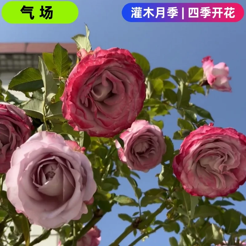 【气场小苗买一送一】月季花苗灌木丰花阳台欧月多季节重复玫瑰浓香